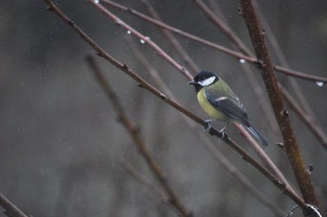 Great tit perched on a twig